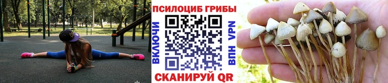 Галлюциногенные грибы Psilocybine cubensis  Купить где  Собинка 